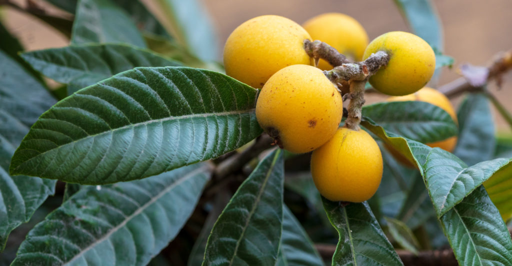 秋燥易傷津液 故進補應以滋陰生津為主