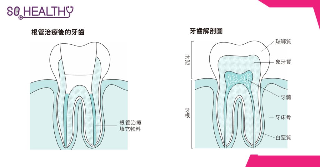 牙齒，20隻就夠