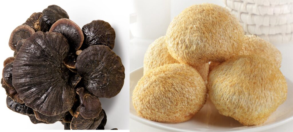 野生靈芝 及 猴頭菇