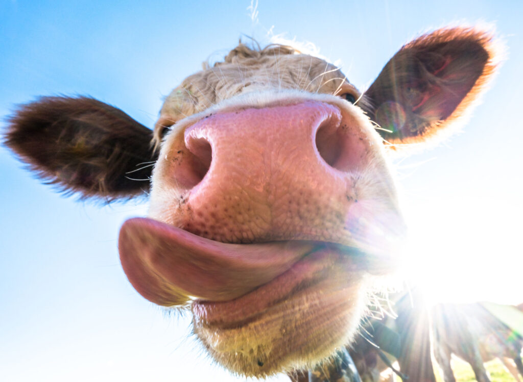 想要護唇首先要「不舔嘴唇」，避免經常不自覺用口水舔、抿嘴唇，因為口水會加快唇部水份的揮發，會令嘴唇更乾。