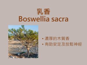 5成港人曾受失眠之苦 香薰助眠原來不止薰衣草