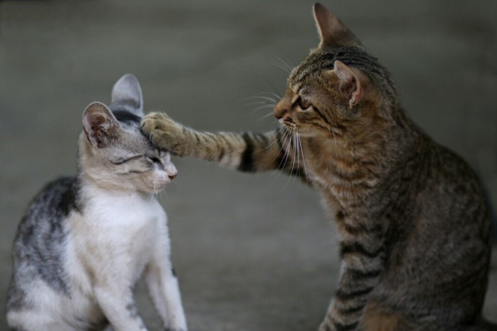 貓兒出其不意、難以預判的動靜，同時可激起人的好奇心至近乎上癮的程度。