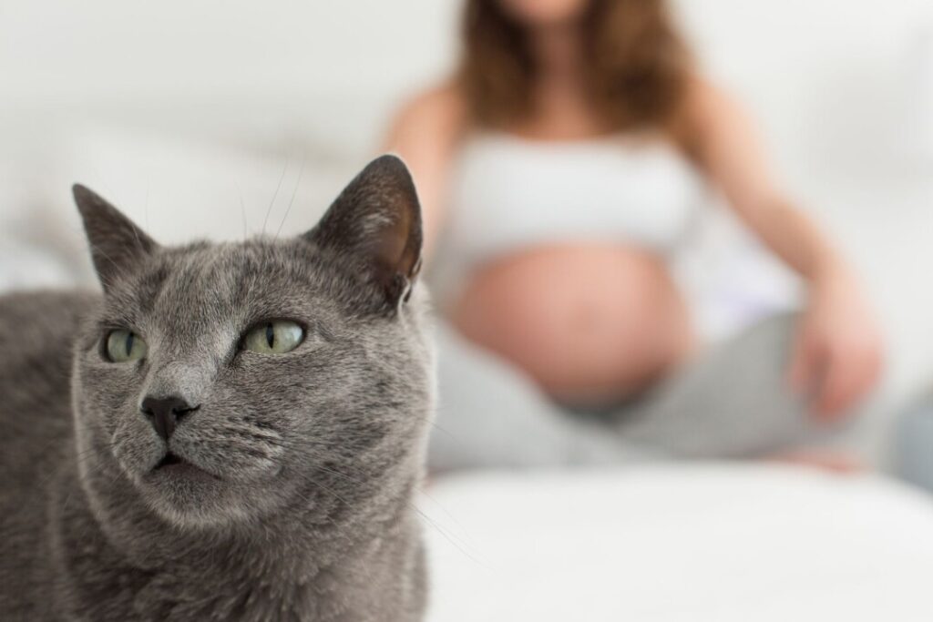 只要準母親避免親自接觸愛貓糞便，日常清潔交由家人打理，就不用太過擔心染上弓蟲症。